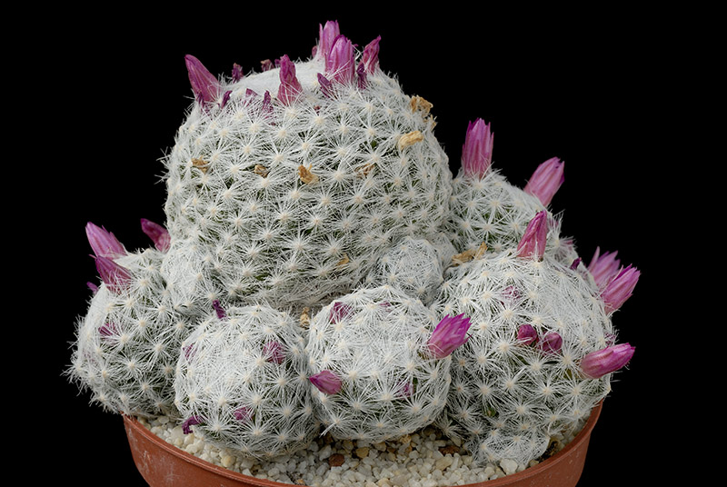 Mammillaria Humboldtii D. 9 € 35.jpg